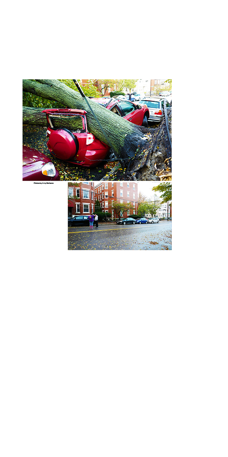5 x 2.5 11. Untitled-1 - Storm - Tree on Mellen Street.jpg